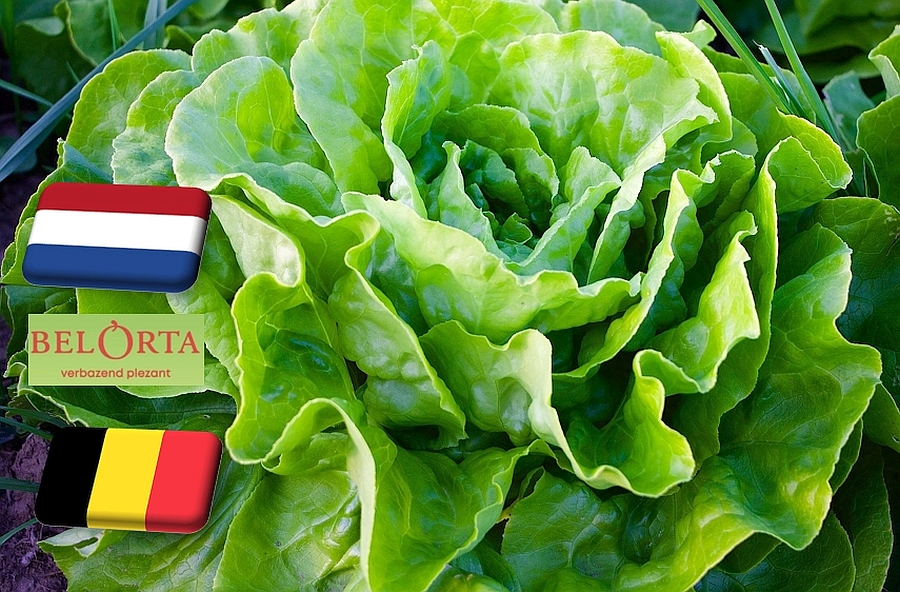 Hollandia: rekord magasságokban a saláta ára
