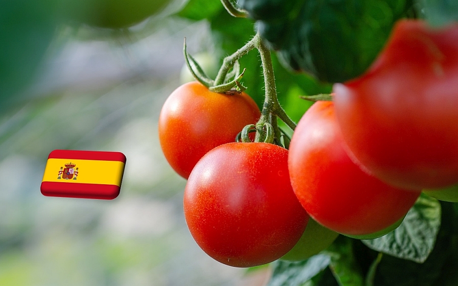 Spanyolország: jelentősen drágább a paradicsom Almeríában a tavalyinál
