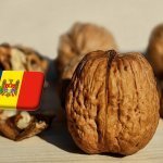 Moldova: stagnálnak az Unióba irányuló dióbél-szállítások 