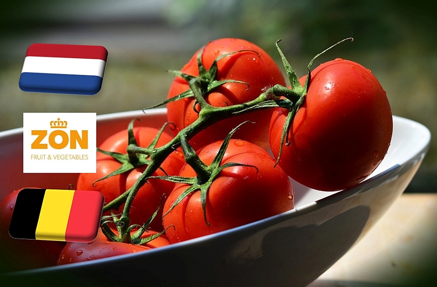 Hollandia: december elejétől folyamatosan emelkedik a paradicsom ára