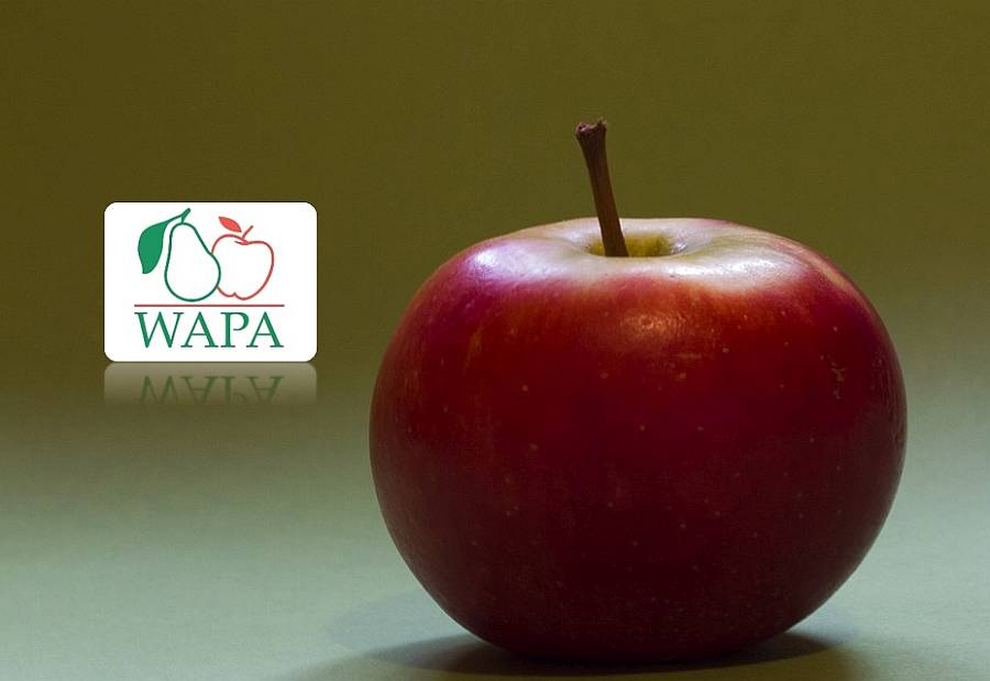 WAPA: 4,2%-kal kisebb az almakészletek volumene a tavalyinál