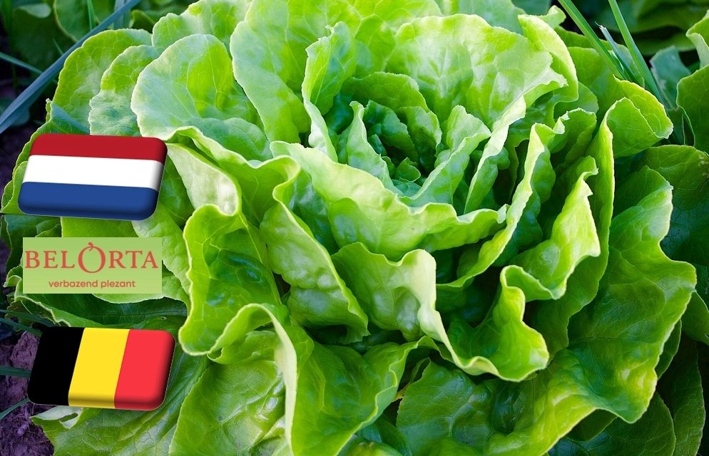 Hollandia: januárban a rekord szintről zuhanni kezdett a saláta ára