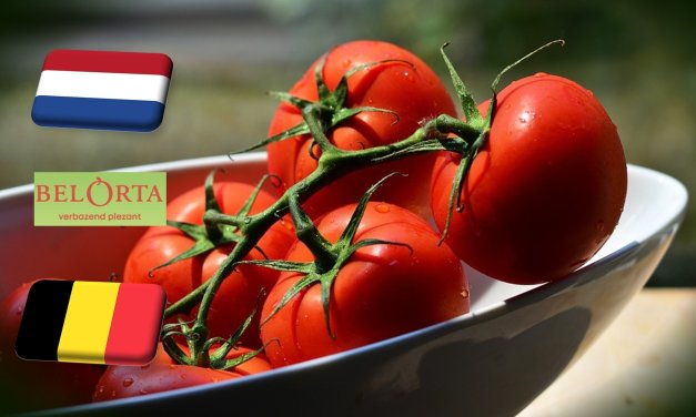 Hollandia: óriásit esett a paradicsom ára