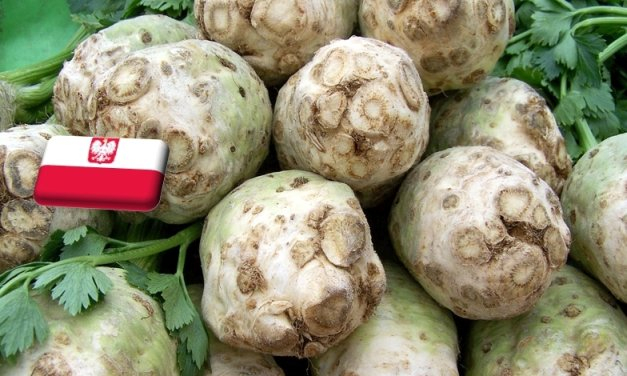 Lengyelország: a gyenge kereslet tartja alacsonyan a gumós zeller árát