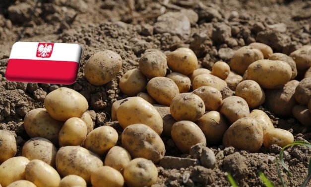 Lengyelország: január végére rekord magasságba emelkedett a burgonya ára
