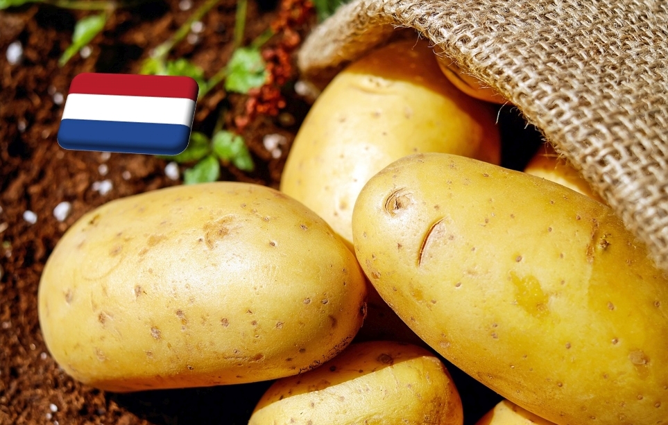 Hollandia: 5%-kal kisebb a 2023-as étkezésiburgonya-termés az egy évvel korábbinál