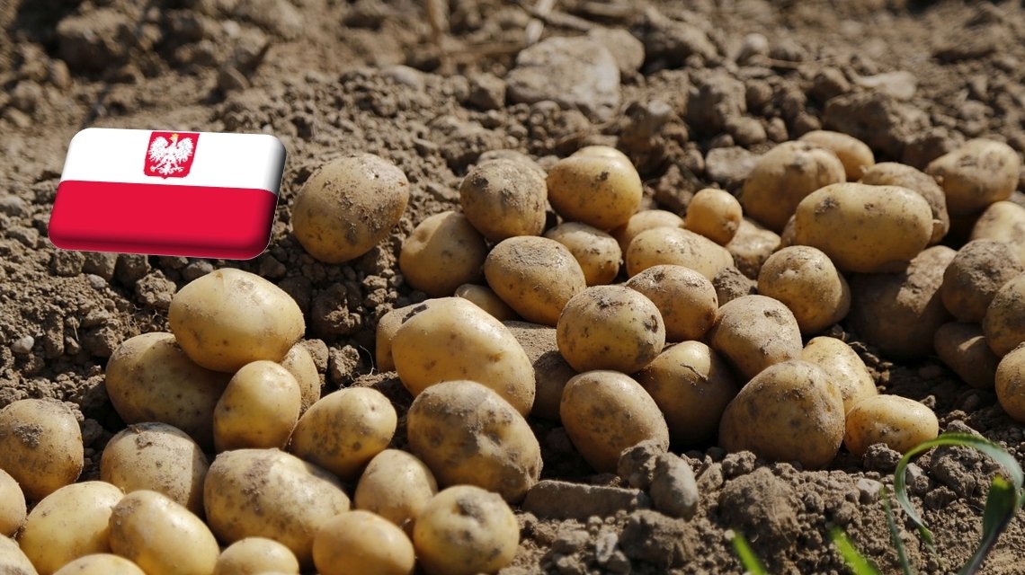 Lengyelország: továbbra is rekord magasságban a burgonya ára