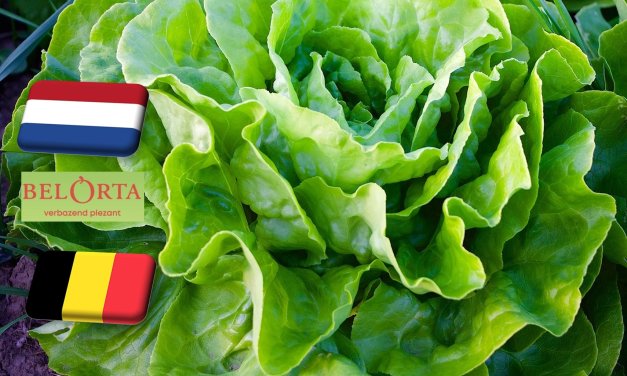 Hollandia: február elején padlóra került a saláta ára