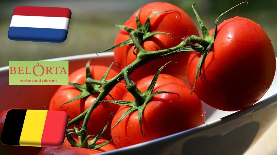 Hollandia: március közepén is alacsony a paradicsom nagybani ára