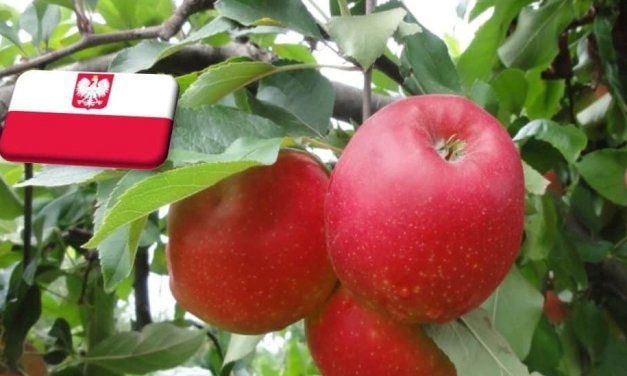 Lengyelország: válaszút előtt a Red Jonaprince ára