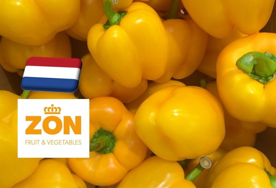 Hollandia: megkezdődött a 2024-es paprikaszezon