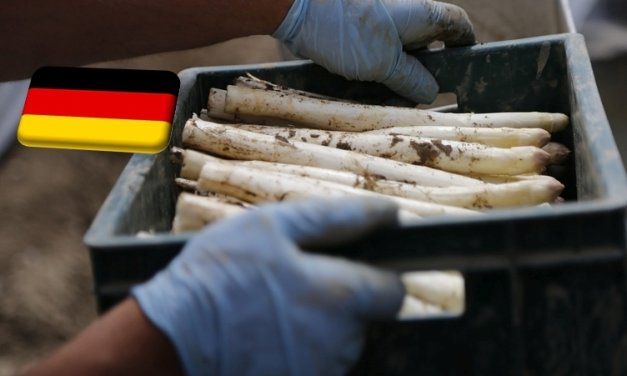 Németország: szedni kezdték a legkorábbinak számító “Pfalzi spárga” első tételeit