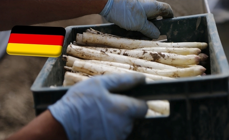 Németország: szedni kezdték a legkorábbinak számító “Pfalzi spárga” első tételeit