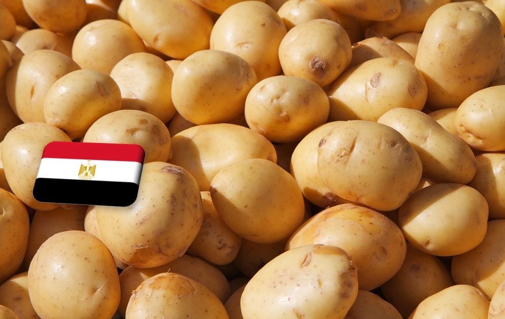 Egyiptom: egyre vonzóbb a burgonyaexportőrök számára az európai piac