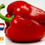 Hollandia: mennyiségben kiváló, árakban már kevésbé volt jó az idei paprikaszezon 