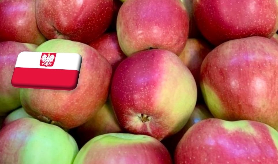 Lengyelország: látványosan drágult március közepétől a Ligol alma