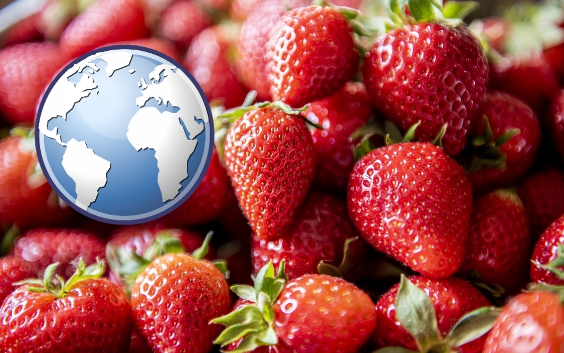 Világpiaci kitekintés: a szamóca piaca (2024) - FruitVeB