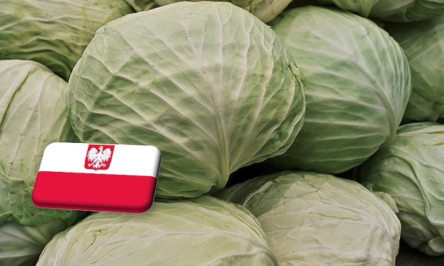 Lengyelország: április közepén már piacon az idei fejeskáposzta