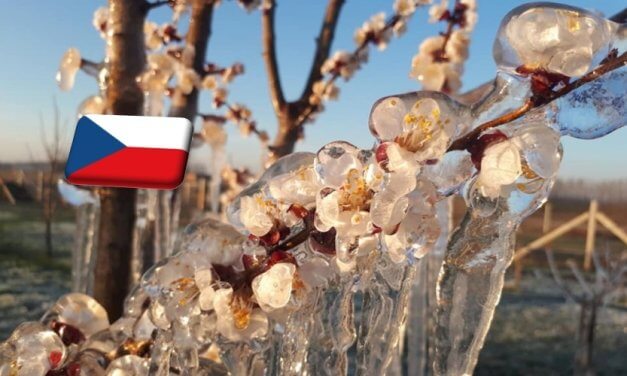 Csehország:  az utóbbi 100 év legsúlyosabb fagykárát szenvedték el a gyümölcsösök
