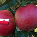 Lengyelország: 140 Ft/kg körül van az Idared alma felvásárlási ára