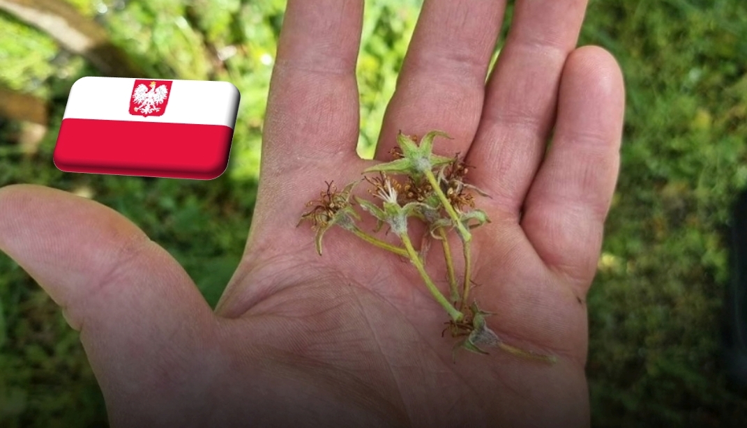 Lengyelország: kormányzati segítséget kértek a gazdák az áprilisi fagykárok miatt