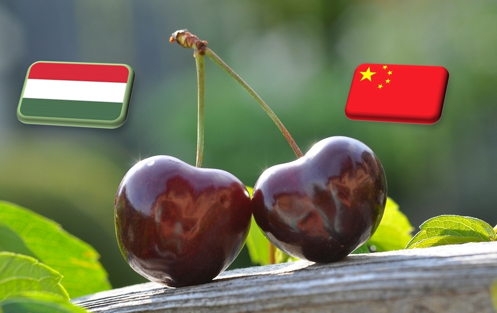 Friss magyar cseresznye érkezhet Kínába
