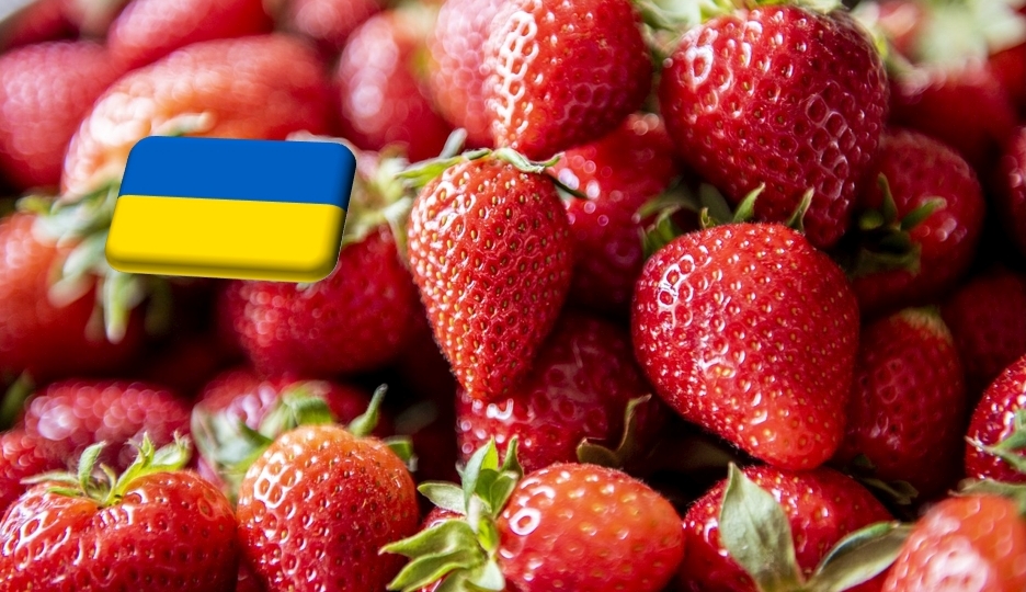 Ukrajna: május közepén jelentősen drágult a szamóca a nagybani piacokon