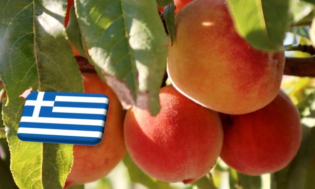 Görögország: 8%-kal nő az idei őszibarack- és nektarintermés