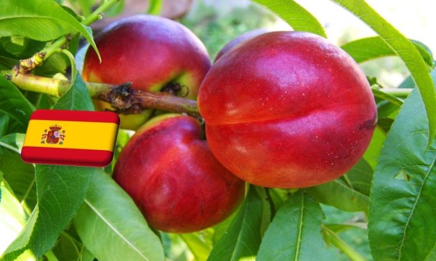 Spanyolország: enyhén csökken az idei őszibarack- és nektarintermés