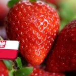 Lengyelország: átmenetileg drágult az import szamóca a nagybani piacokon