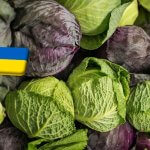 Ukrajna: rekordot dönt a káposzta ára 
