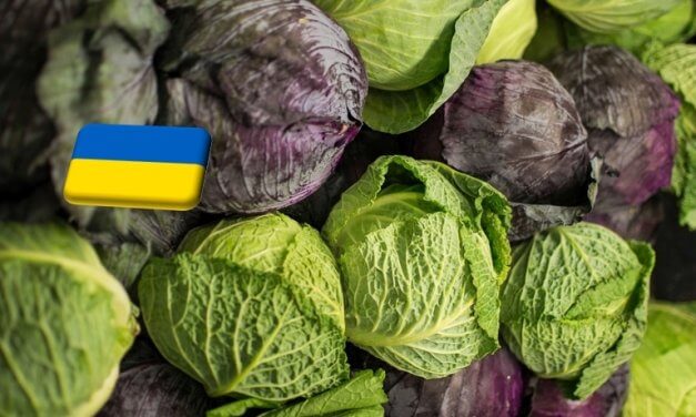 Ukrajna: túlkínálat a káposzta piacán – 80%-ot esett egy év alatt az átlagár