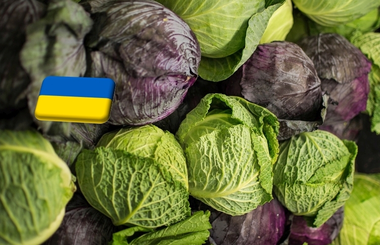 Ukrajna: túlkínálat a káposzta piacán – 80%-ot esett egy év alatt az átlagár