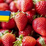 Ukrajna: egy hét alatt 30%-kal csökkent a szamóca nagybani ára