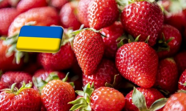 Ukrajna: egy hét alatt 30%-kal csökkent a szamóca nagybani ára