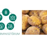 AM: célzott támogatások segítik a burgonyatermesztést