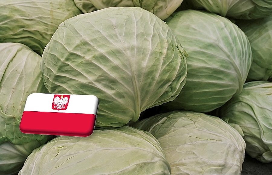 Lengyelország: június végén vészesen alacsony szinten a káposzta ára