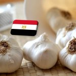 Egyiptom teret nyer Spanyolországgal szemben az uniós fokhagymapiacon 