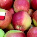 Lengyelország: 30% körüli almatermés-kiesés várható az idei szezonban