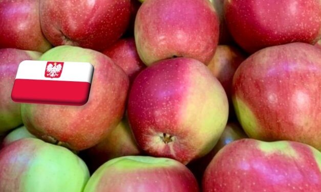 Lengyelország: 30% körüli almatermés-kiesés várható az idei szezonban