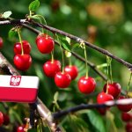 Lengyelország: július végén a végéhez közeledik a meggy felvásárlása