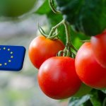 Európai Unió: ősszel módosulhat a ToBRFV vírus karantén státusza