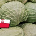 Lengyelország: az utóbbi évek legkisebb káposztatermése várható