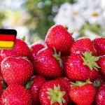 Németország: április elején jelenik meg a piacon az üvegházi szamóca 