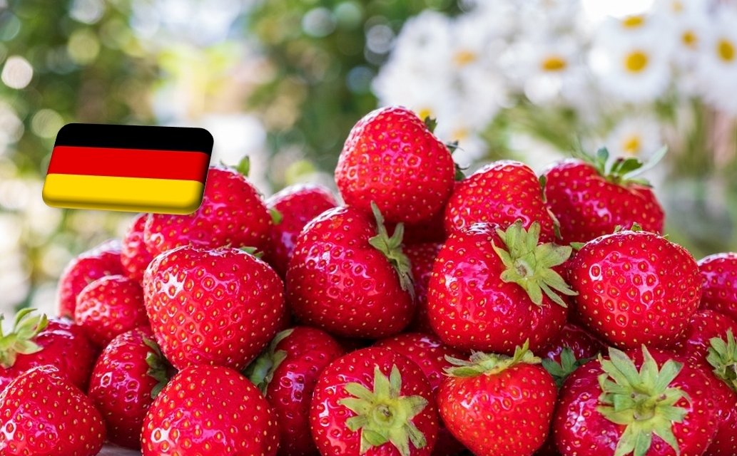 Németország: 25%-kal esik vissza a szamóca betakarított mennyisége
