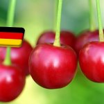 Németország: a tavalyinál 6,2%-kal kisebb meggytermés várható