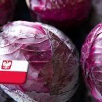 Lengyelország: emelkedett, de még mindig alacsony a vöröskáposzta ára