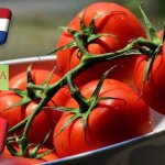Hollandia: július végére normalizálódott a paradicsom ára
