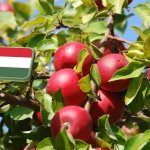 A hazai almaágazat 2023. éve