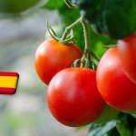 Spanyolország: nő a paprika, csökken a paradicsom területe Almeríában
